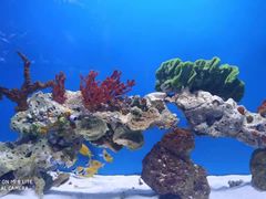 -海合安武汉极地海洋公园