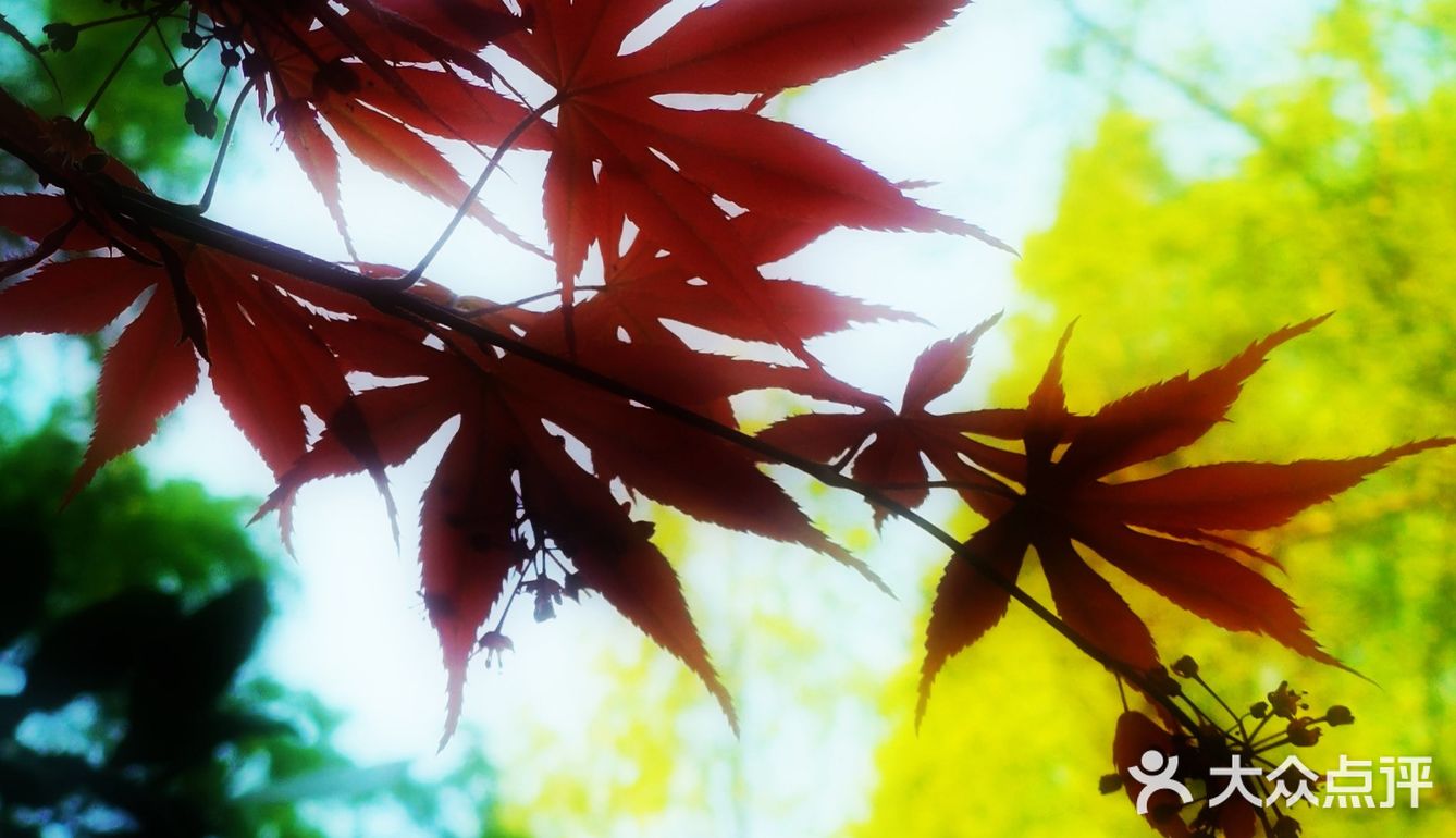 徐家汇光启公园