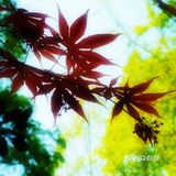 徐家汇光启公园