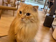 -猫咪派对(江南西店)