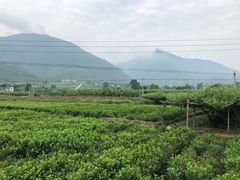 -元江连续刚构世界第一高桥景区