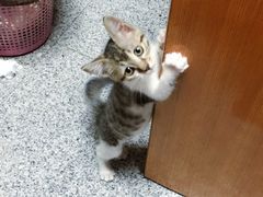 -Pedro's House of Lamb(基督城)