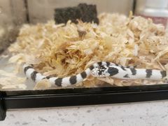 -momokira米努特·德文卷毛猫·棉花面纱犬