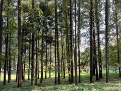 -上海共青森林公园