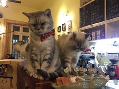-猫色咖啡·猫咖