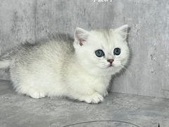 -小猫来了·猫舍(红山六九七九店)