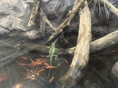 -上海大自然野生昆虫馆(东方明珠·爬宠昆虫探索中心)