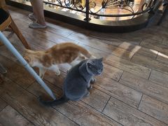 -more than meow吴止猫主题餐厅(承德 中船汇店)