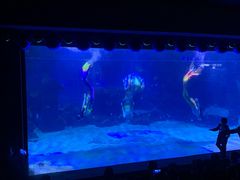 -石家庄海洋公园