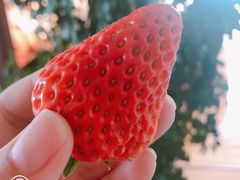 -火燒雲傣家菜(鼓楼店)