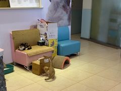 -瑞派申生动物医院·24H夜诊·国际动物医疗中心·骨外科(吴中路店)