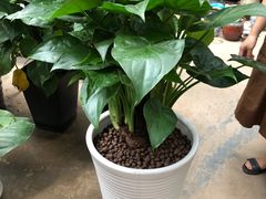 -龙大花卉苗木市场