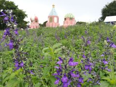 -松山湖梦幻百花洲