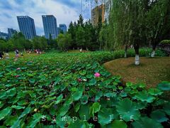 -沐仙湖湿地公园