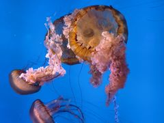 -太平洋海底世界