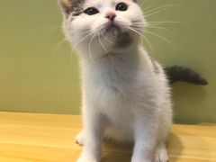 -东方名猫馆·英短金渐层布偶猫舍(环线广场1号楼店)