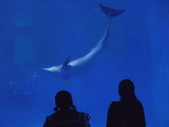 -多彩贵州城极地海洋世界