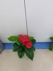 -仁爱时光·华中AI体雕·抗衰中心旗舰店