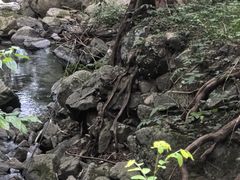 -天目山大树王景区