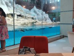 -帝企鹅自助餐厅•儿童岛•真企鹅(长隆企鹅酒店)