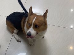 -美联众合动物医院·24h京西诊疗中心