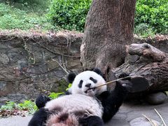 -都江堰中华大熊猫苑