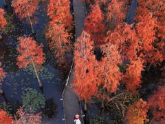 -池杉湖湿地公园