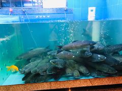活着的脆肉鲩-淘米捞·米汤脆鲩鱼火锅(福田皇岗店)