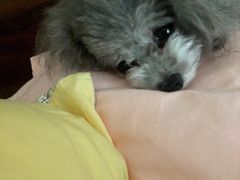-BABYDOG宝贝狗宠物乐园(欧洲城店)