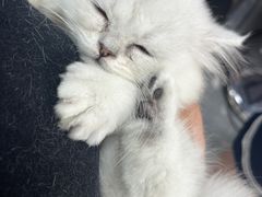 -宠福鑫康馨动物医院·骨科·眼科