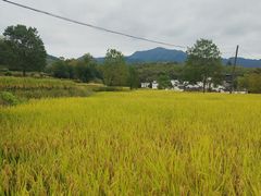 -塔川景区