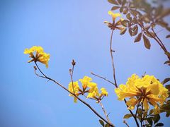 -天适樱花悠乐园