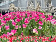 -洛阳郁金香牡丹园