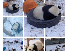 -沈阳森林动物园