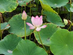 -天津东丽湖风景区