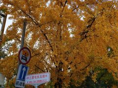 -三里屯东五街银杏大道