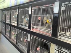 -翊宠yipet猫狗购宠庄园犬舍•猫舍