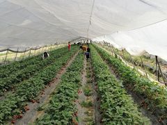 -青浦采草莓天天草莓园