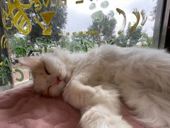 -平行世界·猫咖(首经贸店)
