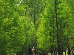-九科绿洲
