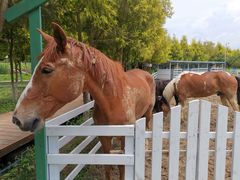 -紫颐香薰山谷景区