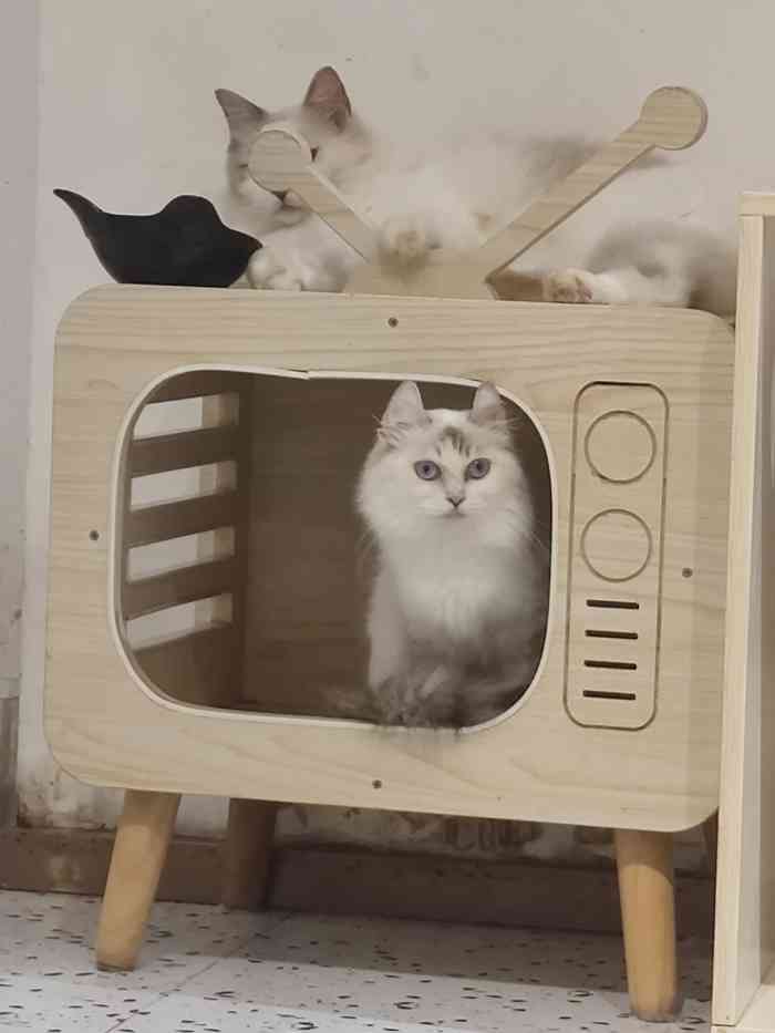 喵呜猫主题餐吧·猫咖-"位置在员岗地铁口上面,非常方便.门口会.