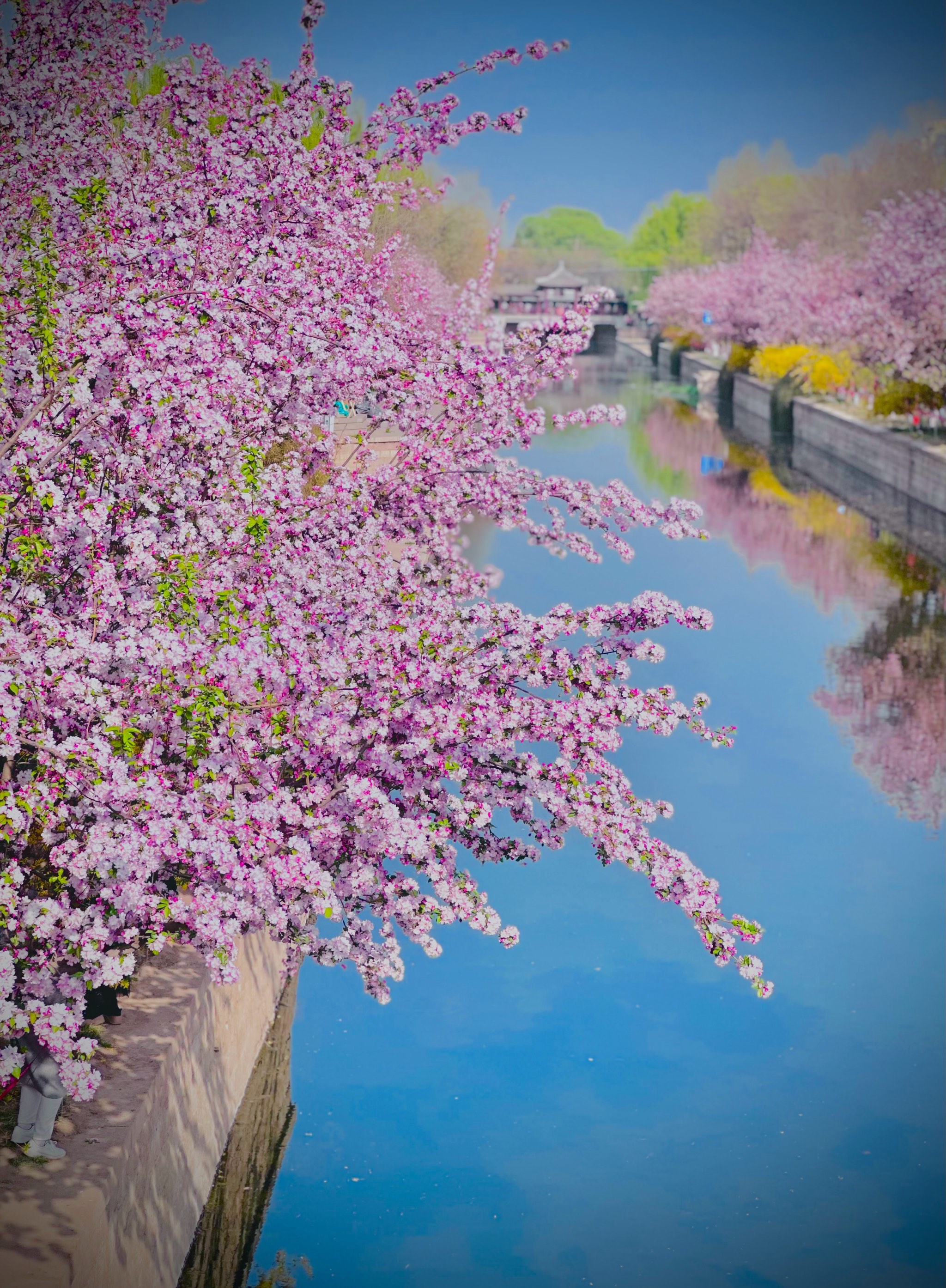 元大都遗址公园赏花图片