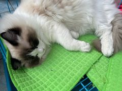 -八公叔叔宠物美容连锁(春申店)