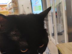-艾贝尔宠物医院 ·中兽医·宠保定点(北门桥店)