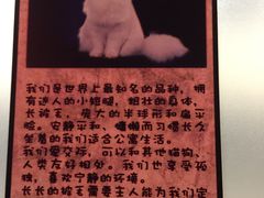 -猫咪博物馆(顶澳仔猫街店)