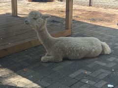 -长白岛森林公园