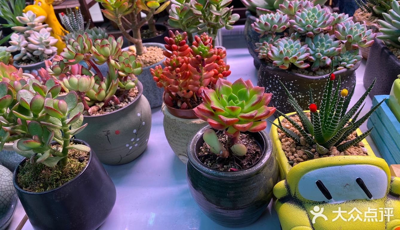 郑州超便宜鲜花💐盆栽🎍🪴