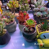 郑州超便宜鲜花💐盆栽🎍🪴