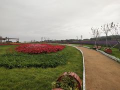 -莲花山花海